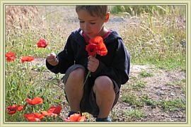 gentils coquelicots