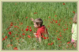 mathis dans les coquelicots