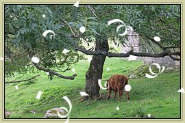 Automne 2005